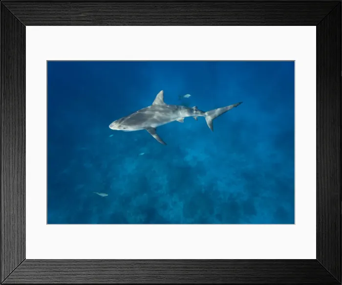 Framed Print : DDE-90026988