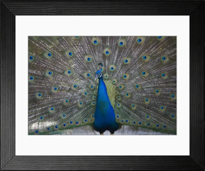 Framed Print : DDE-90026989 Framed Print : DDE-90026989