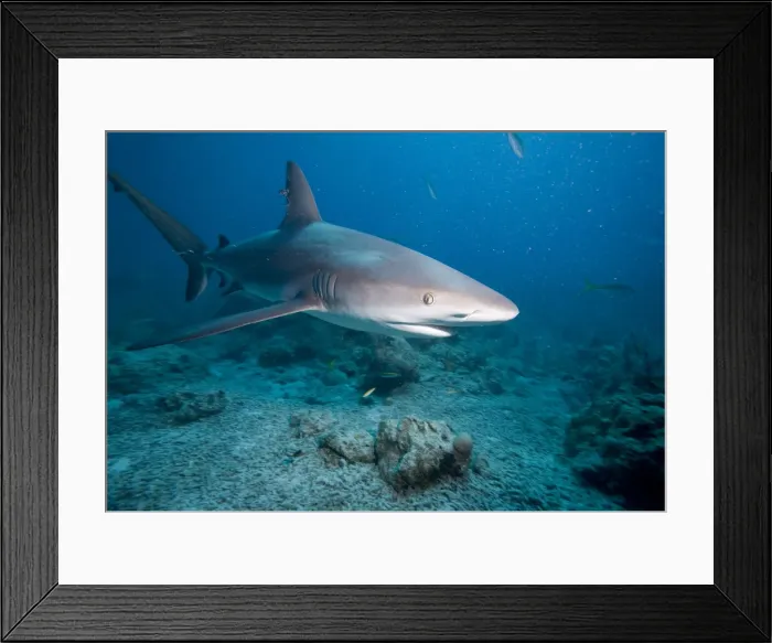 Framed Print : DDE-90026985 Framed Print : DDE-90026985