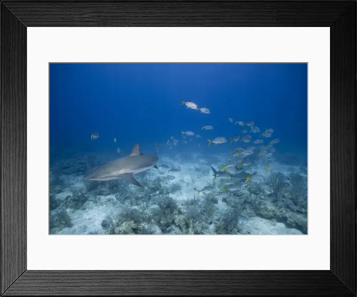 Framed Print : DDE-90026993 Framed Print : DDE-90026993