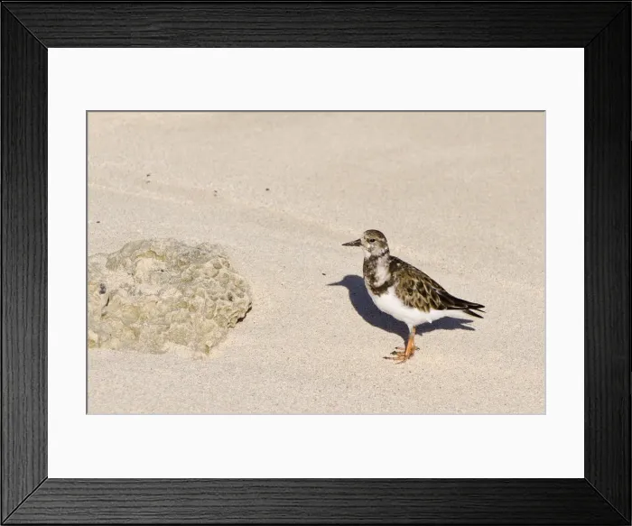 Framed Print : DDE-90027014 Framed Print : DDE-90027014