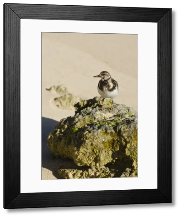 Framed Print : DDE-90027015 Framed Print : DDE-90027015