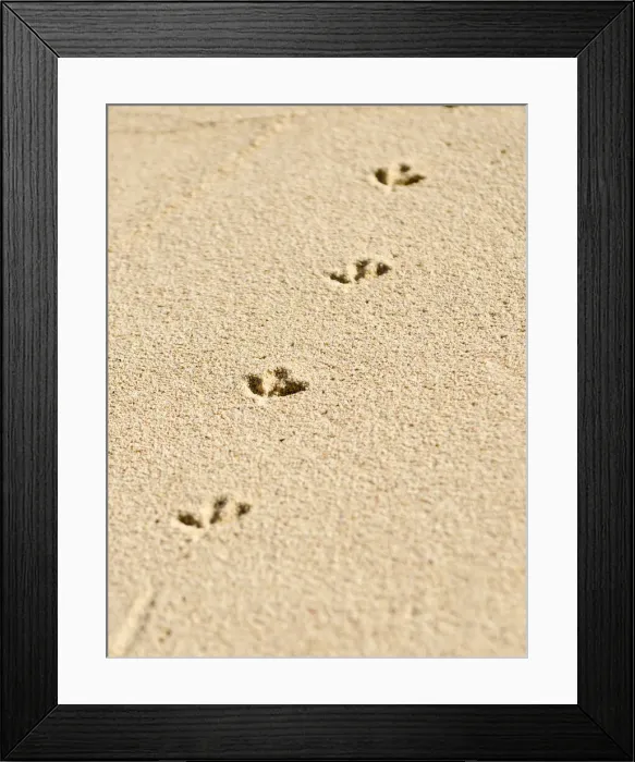 Framed Print : DDE-90027016 Framed Print : DDE-90027016