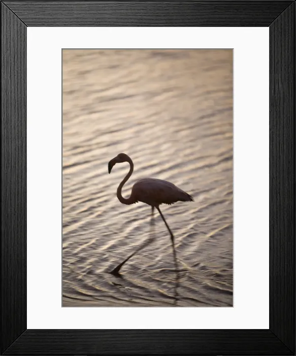 Framed Print : DDE-90027026 Framed Print : DDE-90027026