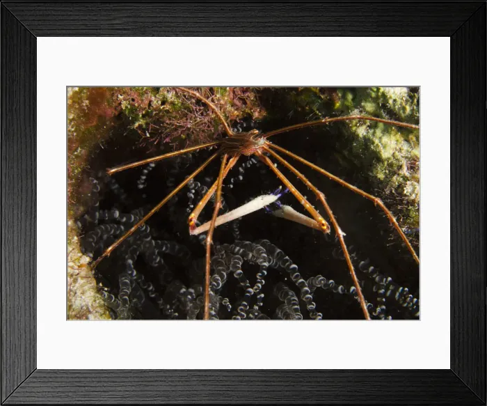 Framed Print : DDE-90027029 Framed Print : DDE-90027029