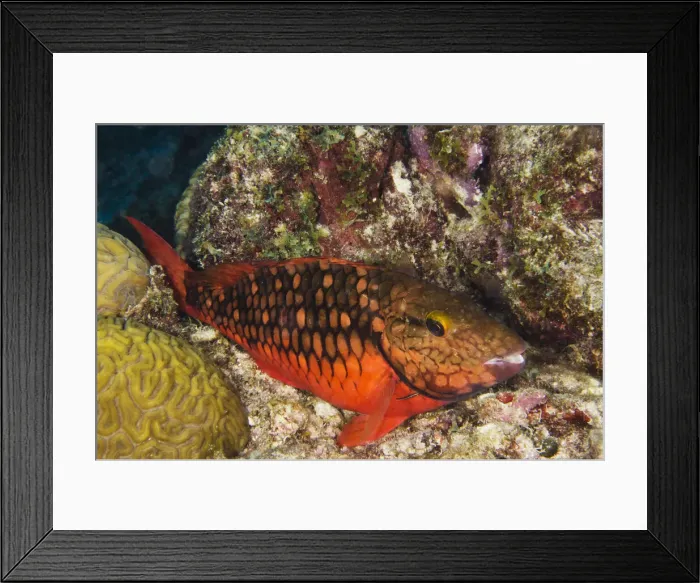 Framed Print : DDE-90027030 Framed Print : DDE-90027030