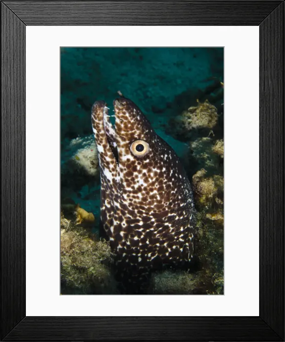 Framed Print : DDE-90027031 Framed Print : DDE-90027031