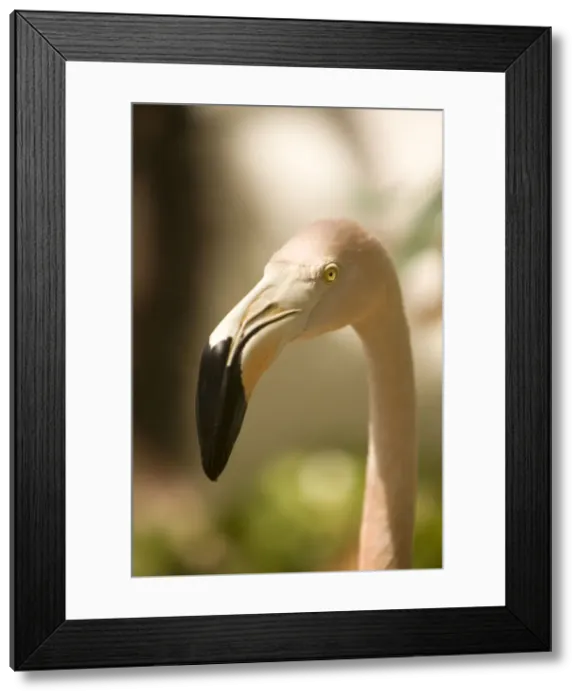Framed Print : DDE-90027027 Framed Print : DDE-90027027