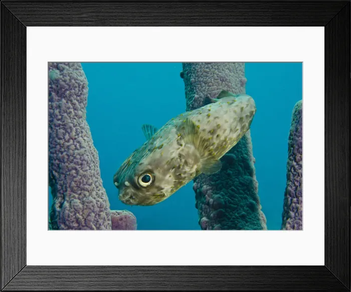Framed Print : DDE-90027032 Framed Print : DDE-90027032