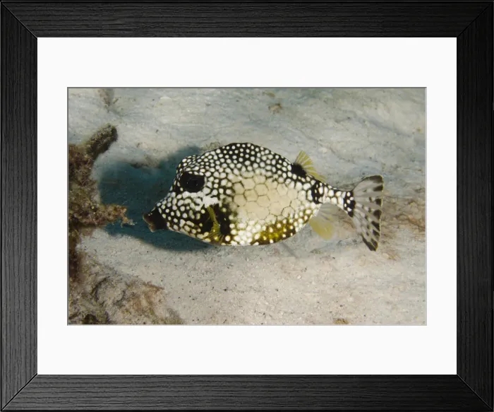 Framed Print : DDE-90027033 Framed Print : DDE-90027033