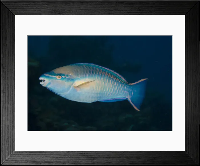 Framed Print : DDE-90027034 Framed Print : DDE-90027034