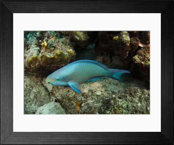 Framed Print : DDE-90027035 Framed Print : DDE-90027035