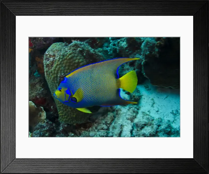 Framed Print : DDE-90027036 Framed Print : DDE-90027036