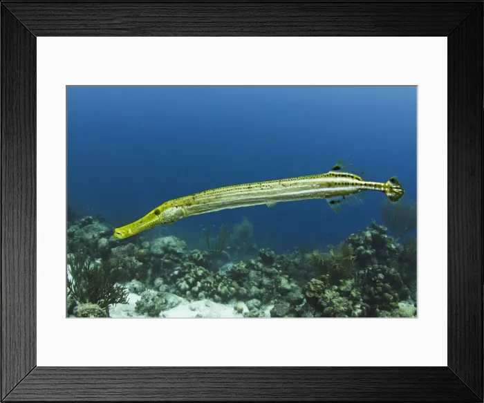 Framed Print : DDE-90027037 Framed Print : DDE-90027037