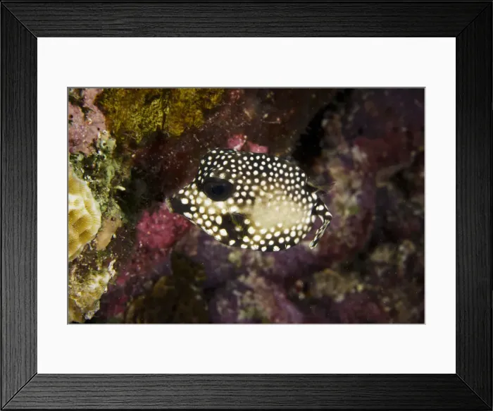 Framed Print : DDE-90027038 Framed Print : DDE-90027038