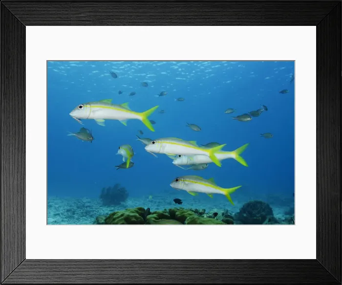 Framed Print : DDE-90027039 Framed Print : DDE-90027039