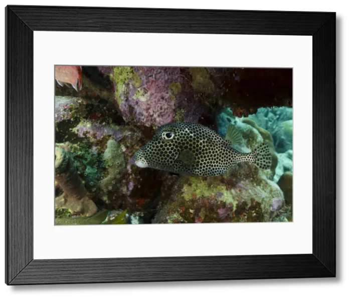 Framed Print : DDE-90027040 Framed Print : DDE-90027040