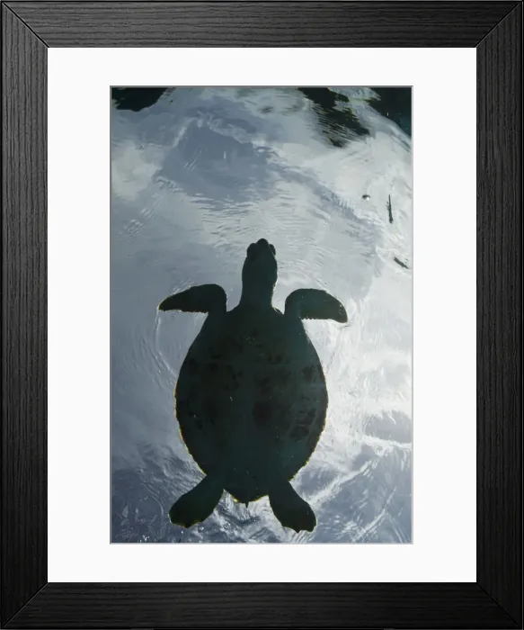 Framed Print : DDE-90027042 Framed Print : DDE-90027042