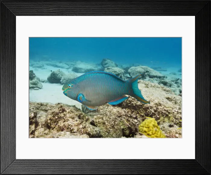 Framed Print : DDE-90027041 Framed Print : DDE-90027041