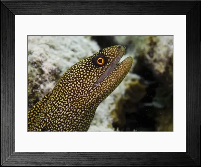 Framed Print : DDE-90027044