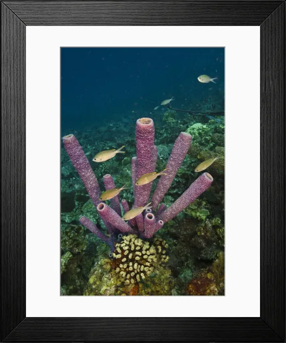 Framed Print : DDE-90027043 Framed Print : DDE-90027043