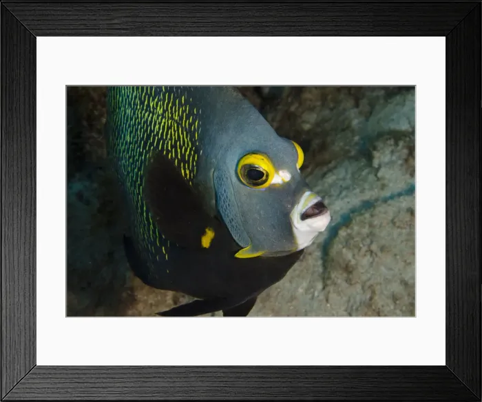 Framed Print : DDE-90027046 Framed Print : DDE-90027046