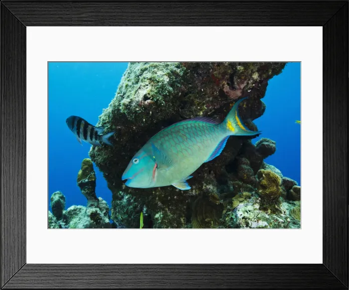 Framed Print : DDE-90027045 Framed Print : DDE-90027045