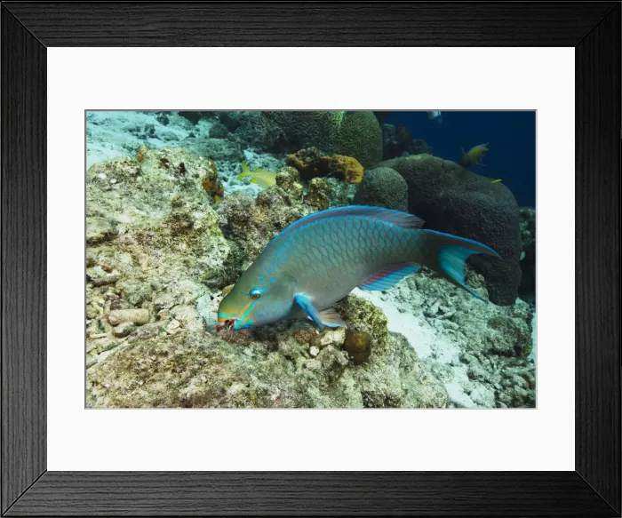 Framed Print : DDE-90027047 Framed Print : DDE-90027047