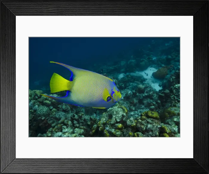 Framed Print : DDE-90027048 Framed Print : DDE-90027048