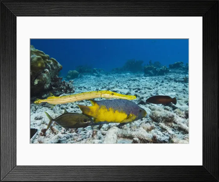 Framed Print : DDE-90027049 Framed Print : DDE-90027049