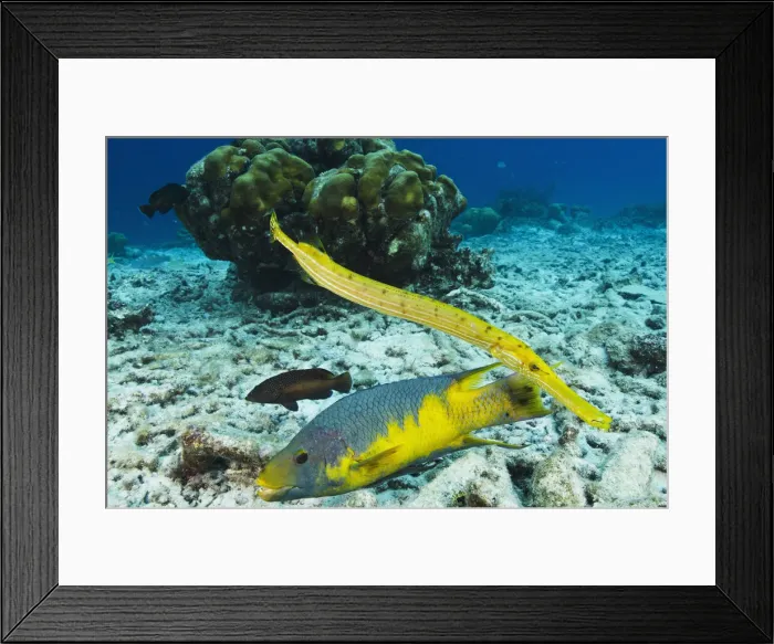Framed Print : DDE-90027050 Framed Print : DDE-90027050