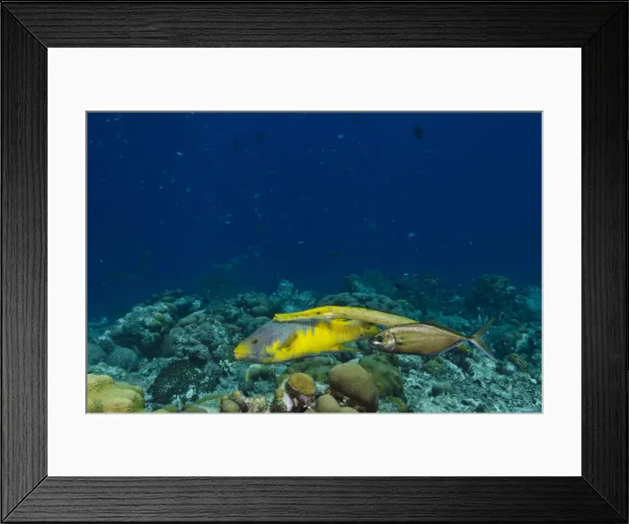 Framed Print : DDE-90027051 Framed Print : DDE-90027051