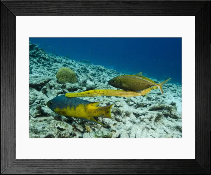 Framed Print : DDE-90027052 Framed Print : DDE-90027052