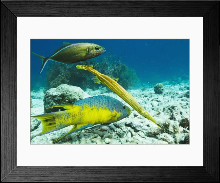 Framed Print : DDE-90027053