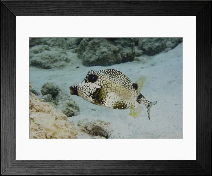 Framed Print : DDE-90027055