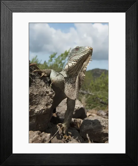 Framed Print : DDE-90027054 Framed Print : DDE-90027054