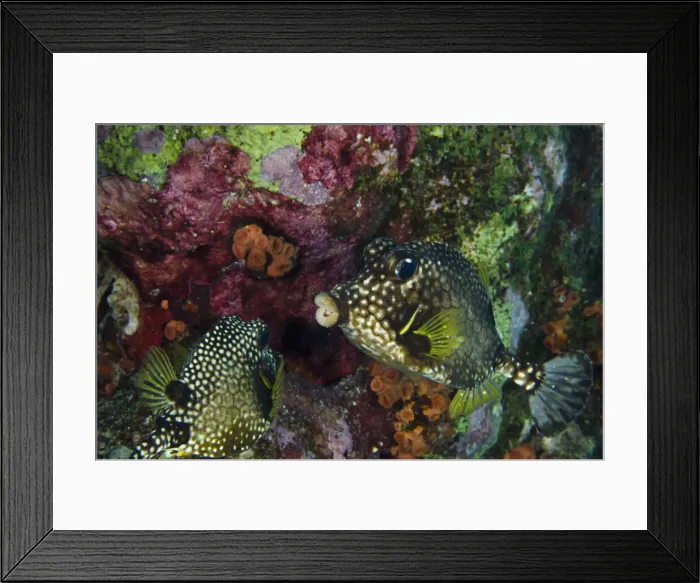Framed Print : DDE-90027056 Framed Print : DDE-90027056