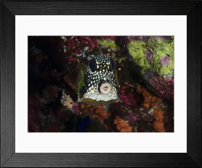 Framed Print : DDE-90027057