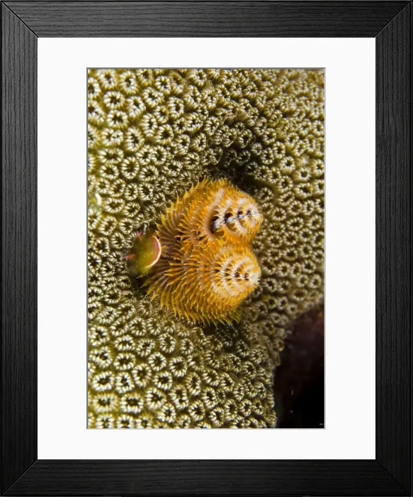 Framed Print : DDE-90027058 Framed Print : DDE-90027058