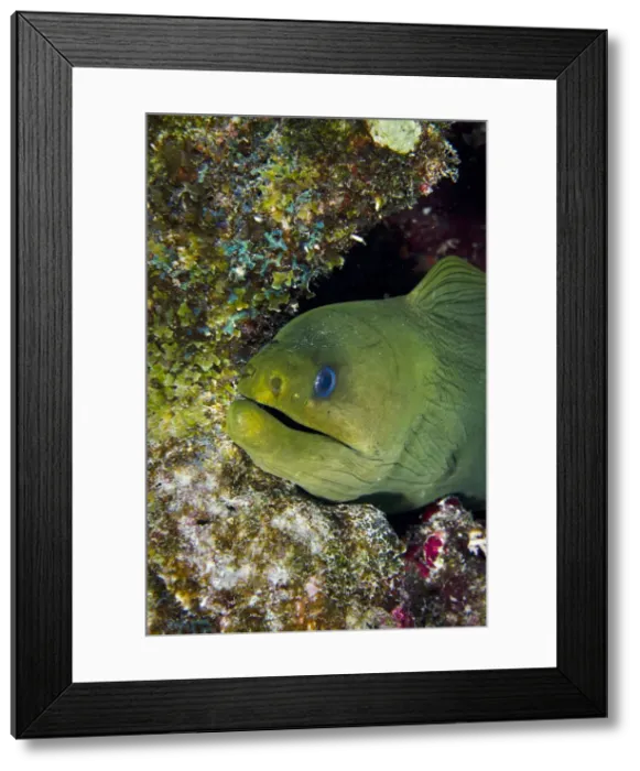 Framed Print : DDE-90027059 Framed Print : DDE-90027059