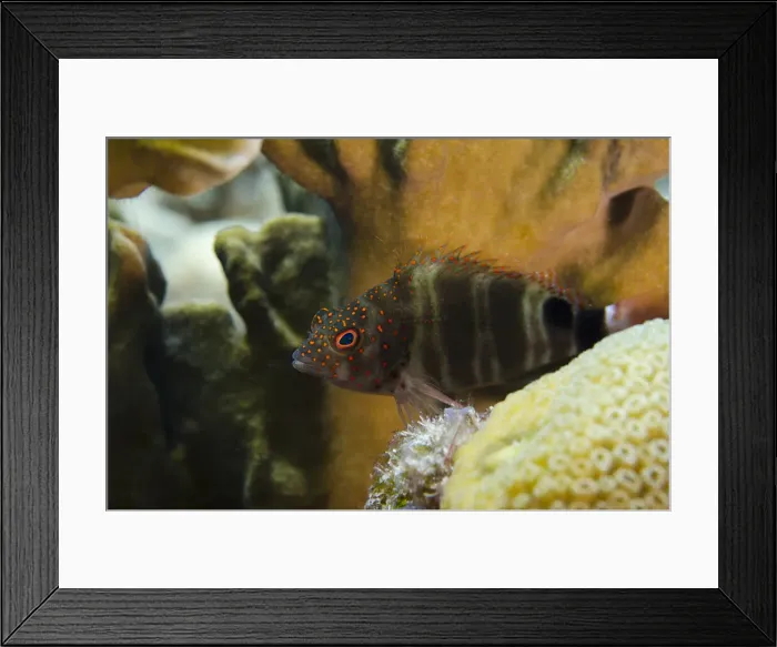 Framed Print : DDE-90027060 Framed Print : DDE-90027060