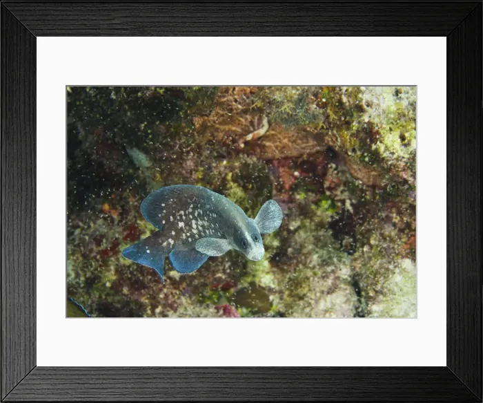 Framed Print : DDE-90027061 Framed Print : DDE-90027061