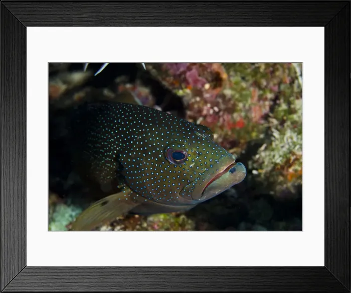 Framed Print : DDE-90027062 Framed Print : DDE-90027062