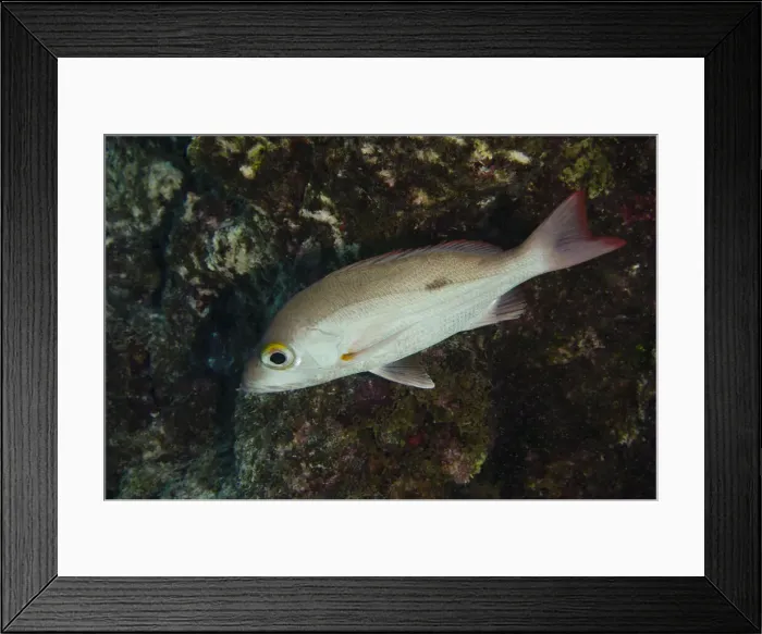 Framed Print : DDE-90027063 Framed Print : DDE-90027063