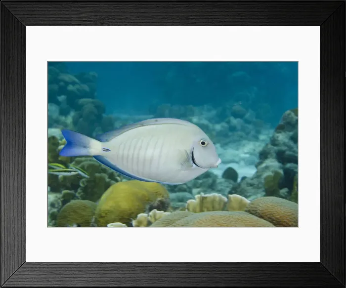 Framed Print : DDE-90027066 Framed Print : DDE-90027066