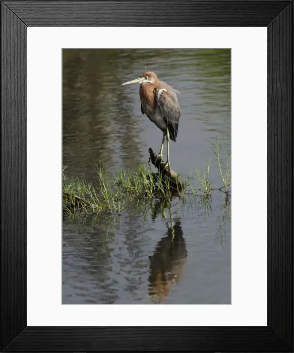 Framed Print : DDE-90027067 Framed Print : DDE-90027067