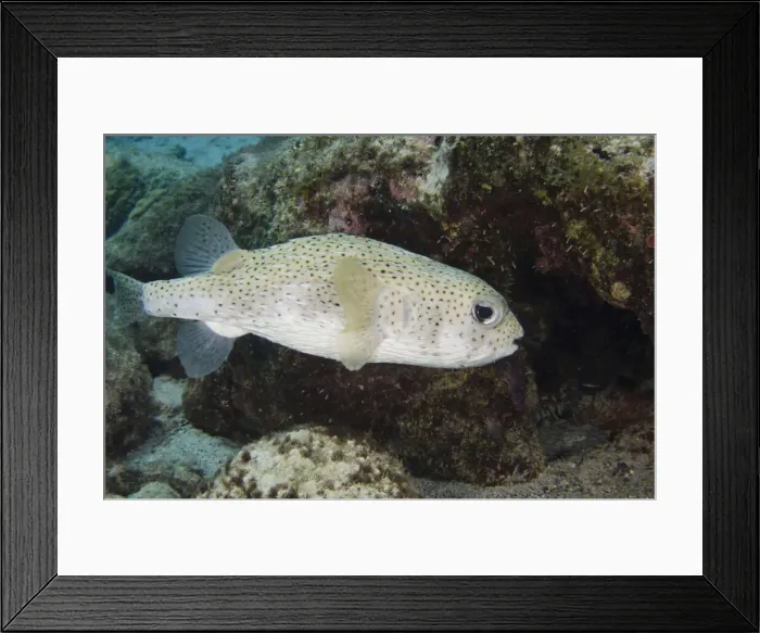 Framed Print : DDE-90027065 Framed Print : DDE-90027065