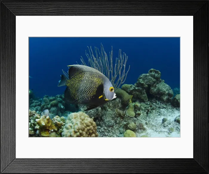 Framed Print : DDE-90027069 Framed Print : DDE-90027069