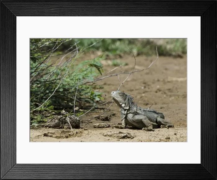 Framed Print : DDE-90027068 Framed Print : DDE-90027068