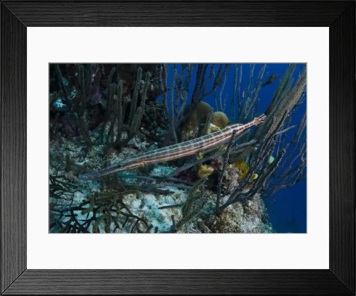 Framed Print : DDE-90027070 Framed Print : DDE-90027070